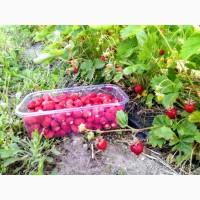 Продам землянику альпийскую