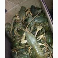 Продам раки речные жывые