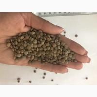 Продажа чечевицы