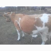 Продам корову Сементалка