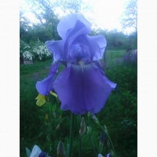 Продам ирисы