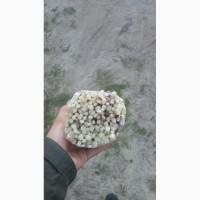 Продам лук зелёный