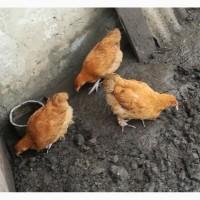 Продам цыплят курочек помесь Кохинхина