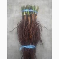 Сеянцы шиповника Донецкий безшипный