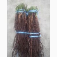 Сеянцы шиповника Донецкий безшипный