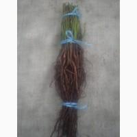 Сеянцы шиповника Донецкий безшипный