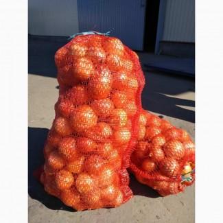 Оптовий продаж цибулі, Київська область