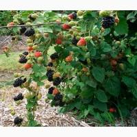 Купуємо ожину лісову(свіжу і морожену)