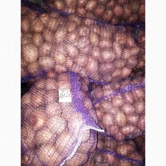 Продам Картофель домашний, сорт Романо, калибр 5