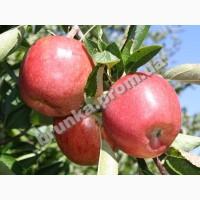 Яблуня зимова Бребурн Ред Філд