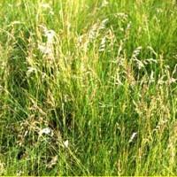 Haсіння Тонконогу лучного для гaзонних цілей.Урожaй 2023 року