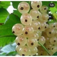 Смородина белая (семена 40 шт), (саженцы 1, 2, 3, года)