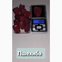 Продам Саджанці малини сорт Пшехиба. Літній сорт (ЗКС)