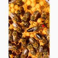 Продаж маток Карніка