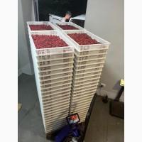 Закуповуємо свіжу малину. Краснокутськ Харківська обл