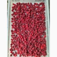 Закуповуємо свіжу малину. Краснокутськ Харківська обл