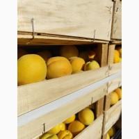 Продам абрикосы отличного качества
