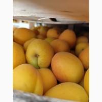 Продам абрикосы отличного качества