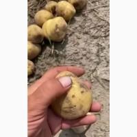Продам товарну молоду картоплю в об#039;ємах