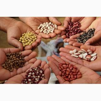 Купуємо квасолю на переробку. Приймаємо білі та кольорові сорти