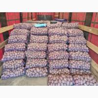 Продам картоплю