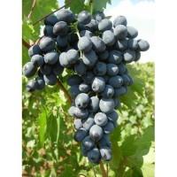 Продам виноград сорт Молдова