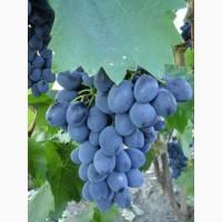 Продам виноград сорт Молдова