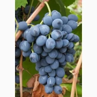 Продам виноград сорт Молдова