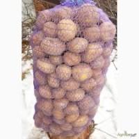 Посадкова картопля Беллароза Кіровоградська область купити, роздріб від 10 кг