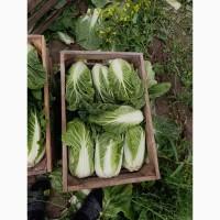Продам пекінську капусту