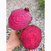Продам столовий буряк сорту Кестрел