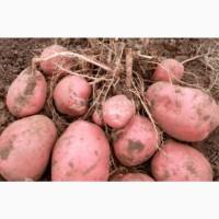 Продам картоплю МЕЛОДІ