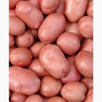 Продам картоплю МЕЛОДІ