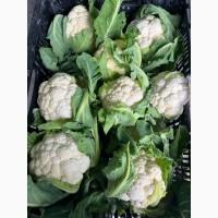 Цвітна капуста