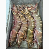 Mauritania fishing coast, Nouadhibou fishing harbour, Mauritania, Nouakchott fish market