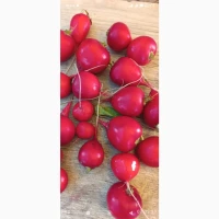 Продам редиску миту