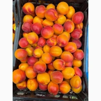 Продам абрикос краснощокий