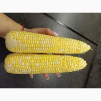 Продам сладкую кукурузу в качанах ракель