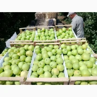 Яблука оптом із власного саду