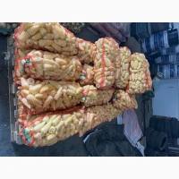 Продам Перець Білозірку (Хаскі)