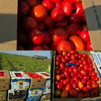 Продам помідору, сорт 3402