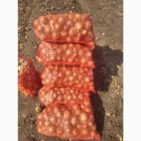 Продаю лук