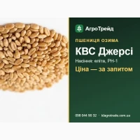 Сорт КВС Джерсі (озима пшениця) - насіння еліта, РН-1 з документами