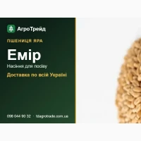 Купити насіння ярої пшениці Емір