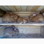 Продам кроликов бургунцив или обменяю на француских баранов