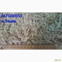 Продам насіння гарбузів сорт Болгарка (Дамський Ноготь) (посівний матеріал)