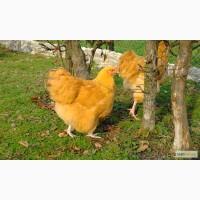 Продаж курчат породи Іспанка