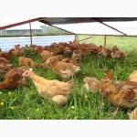 Продаж курчат породи Іспанка