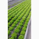 Продам салат, сорт Лолло Биондо