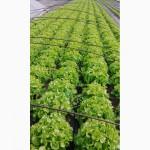 Продам салат, сорт Лолло Биондо